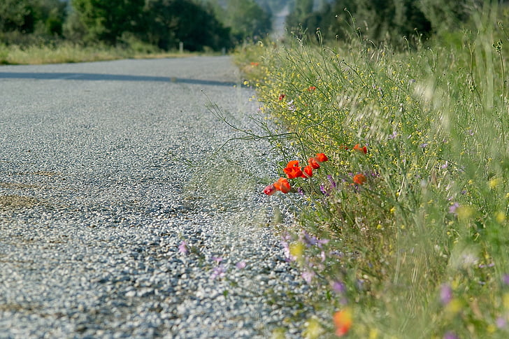 estrada, flores, ervas, papoilas, caminho, asfalto, Primavera