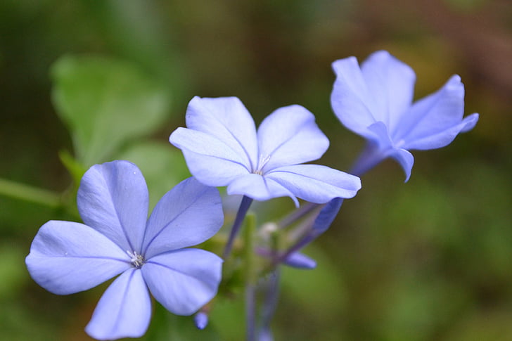 leichte violette Blume, Blume, hellblau, Lilien, kleine Blumen, Blumenstrauß, Sri lanka