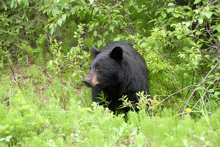 Ursul brun, Canada, Parcul Naţional