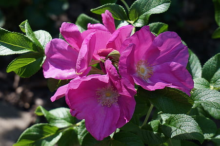 stieg, Rugosa rose mit Knospen, Knospe, Blume, Blüte, Bloom, Blätter