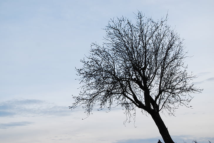 arbre, solitari, l'hivern, Espanya, paisatge, natura, branca