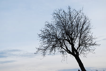 дърво, самотен, зимни, Испания, пейзаж, природата, клон