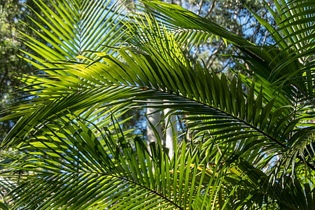 棕榈, bangalow 棕榈, 叶, 雨林, 森林, 澳大利亚, 昆士兰州