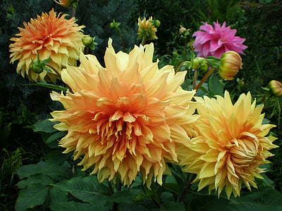 dalie, kwiat, kwiaty, Latem, ogród, pomarańczowy kwiat, żółty