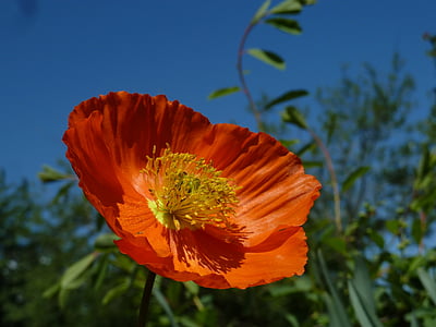 eschscholzia californica, oranžová, mohngewaechs, světlé, vlčí mák, makový květ, barevné