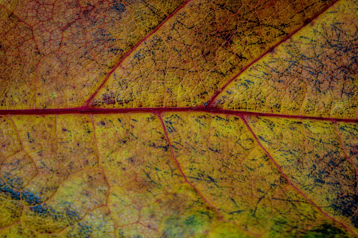 hösten, lämnar, Leaf, falla lövverk, färger i höst, blad i höst, naturen