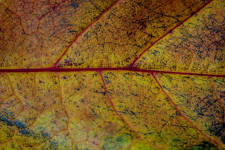 podzim, listy, list, padajícího listí, barvy podzimu, listy na podzim, Příroda