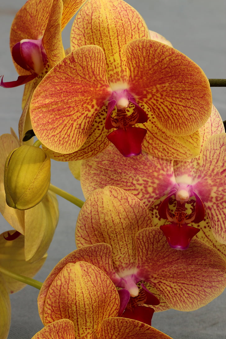 orquídia, flor d'orquídia, flor, flor, flor, tancar, planta