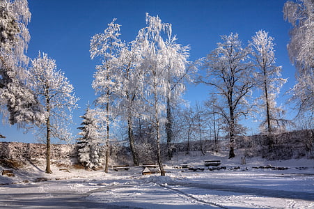 màgia d'hivern, arbres, hivernal, somni d'hivern, màgia de neu
