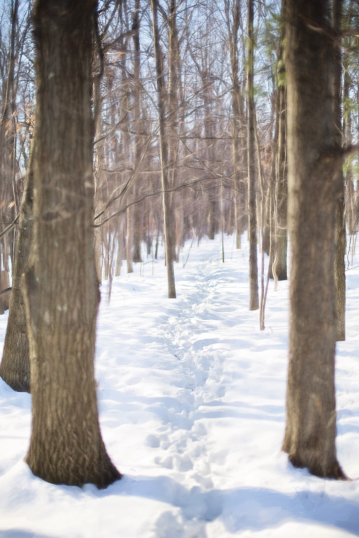 zimné, chodník cez sneh, Woods, Forest, Príroda, Pešia turistika