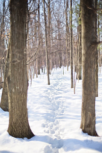 冬天, 穿越雪地, 伍兹, 森林, 自然, 徒步旅行