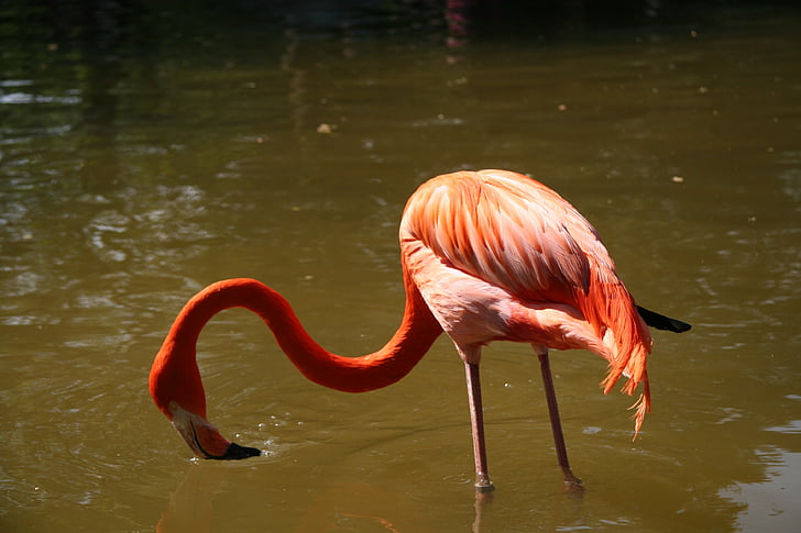 flamingi, ptak, zwierzęta, ogród zoologiczny, Flamingo, jedno zwierzę, dzikie zwierzęta