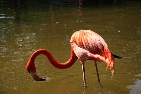 plameňáci, pták, zvířata, Zoo, Flamingo, jedno zvíře, zvířata v přírodě