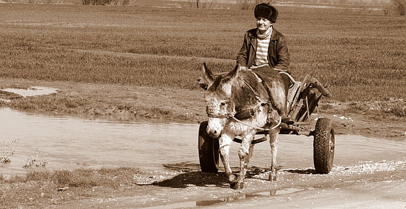 burro, carro, t, hombre, agua, rural, pobre