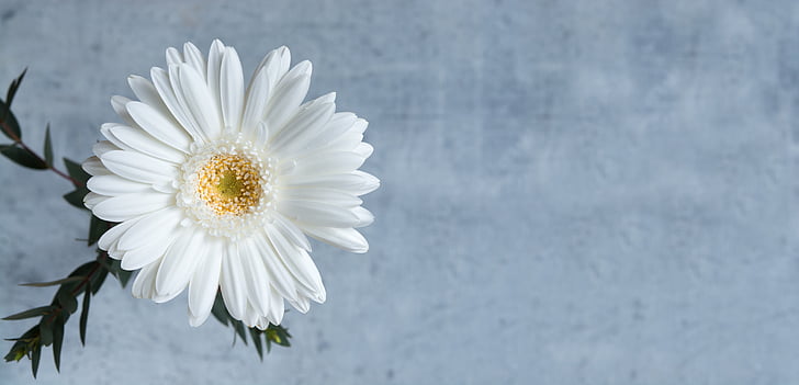 gerbera, white gerbera, flower, white, blossom, bloom, white flower