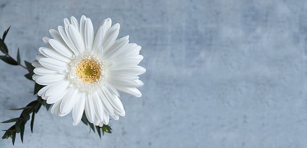 Gerbera, gerbera blanc, flor, blanc, flor, flor, flor blanca
