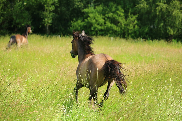 horse, gallop, pasture, meadow, brown, thoroughbred arabian, brown mold