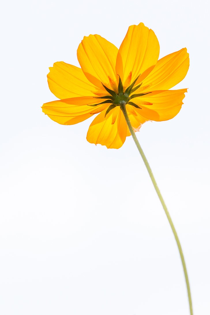 cosmos, flowers, yellow, petal, one flower, nature, plant