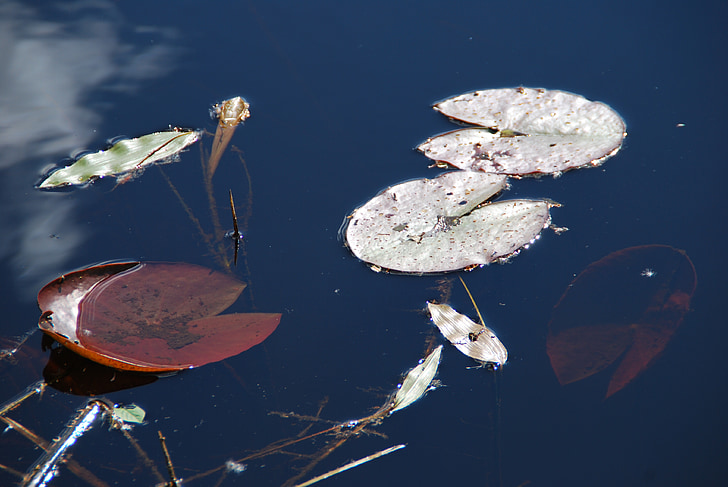 Lily pad, See, Wasser, Wasserpflanze, See-rose, Natur
