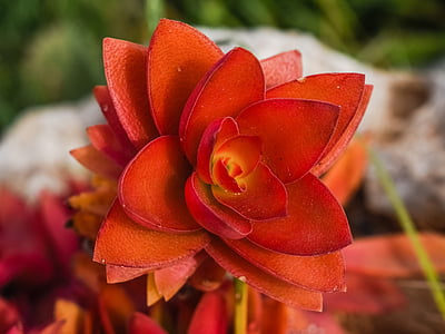kaktus, květ, závod, Příroda, Flora, oranžová, červená