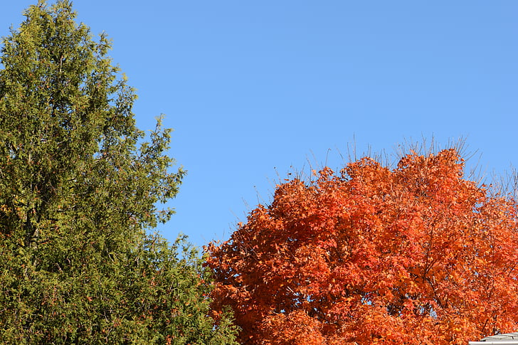 arbres, orange, vert, Sky, bleu, feuilles, nature