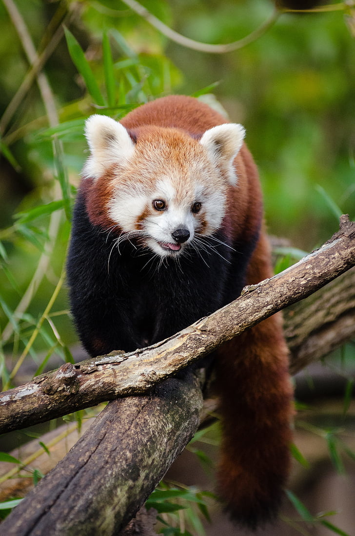 adorable, animal, mignon, furry, à l’extérieur, panda rouge, faune