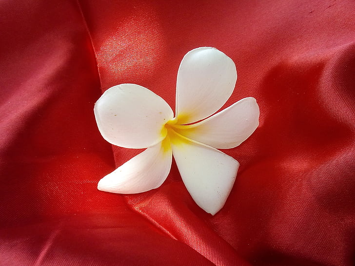 flowers, more information, fragrapanti, red, fabric, white flowers, frangipani