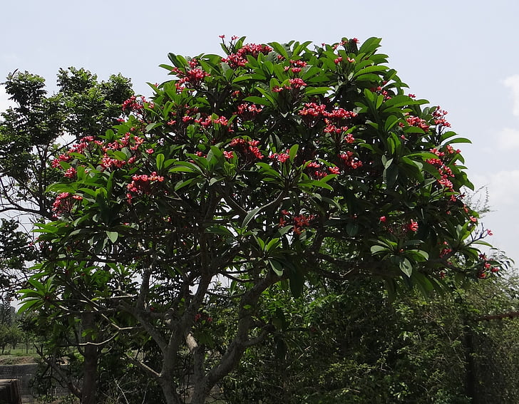 Plumeria rubra, fleur de frangipanier, frangipanier rouge, Temple tree, Plumeria, fleur, rouge