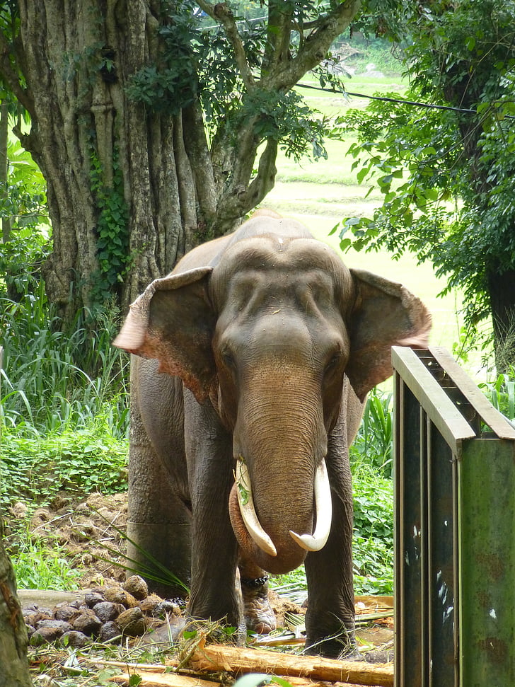 slon, živali, živali, Tusk, Debelokožac, Ivory, indijski slon