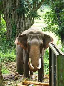 slon, životinje, životinja, Tusk, slon, boje Bjelokosti, Indijski slon