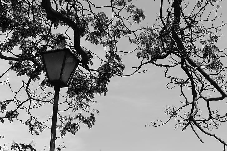 đèn, chi nhánh, màu đen và trắng, đèn chiếu sáng, lá, cây, thân cây