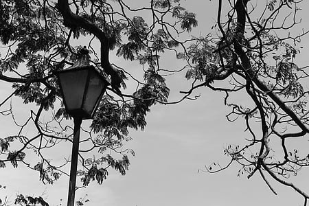 Lampade, rami, bianco e nero, luci, foglie, alberi, steli