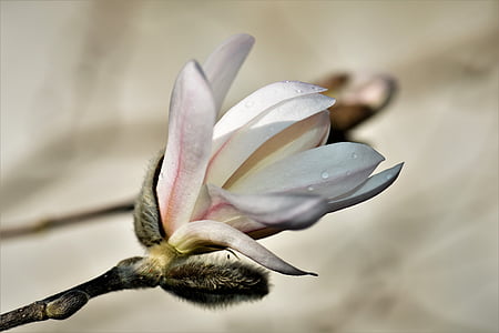 Magnolia, plante, fleur, Blossom, Bloom, nature, blanc