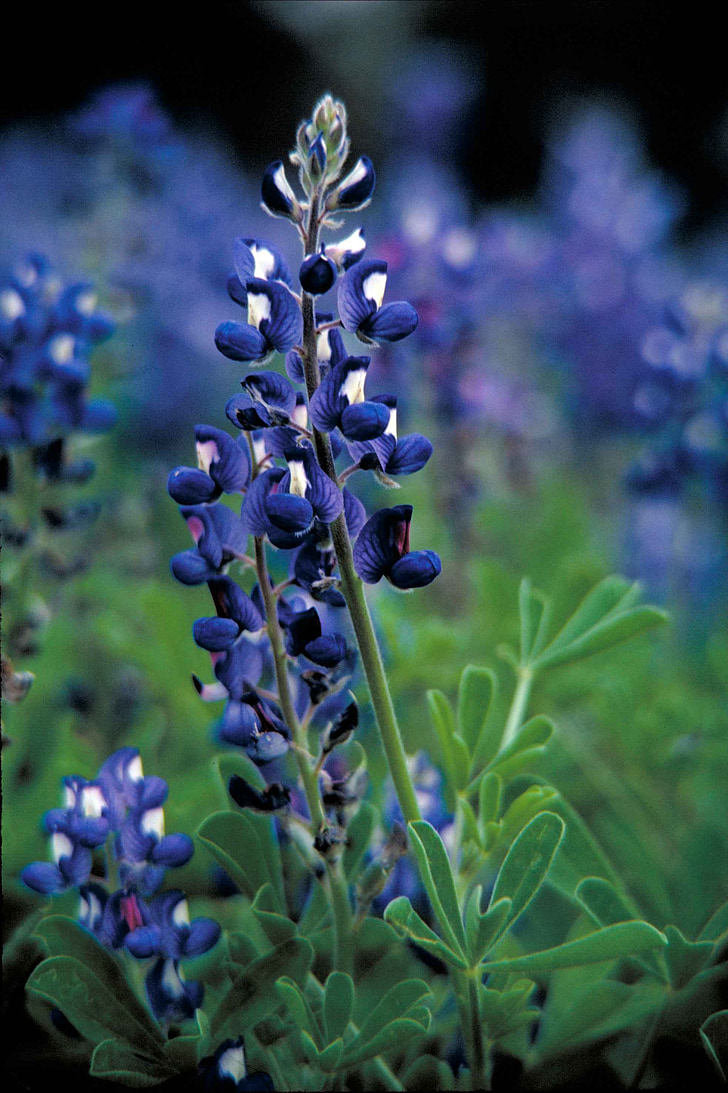bluebonnet, квітка, завод, Техас, поле, цвітіння, дикі