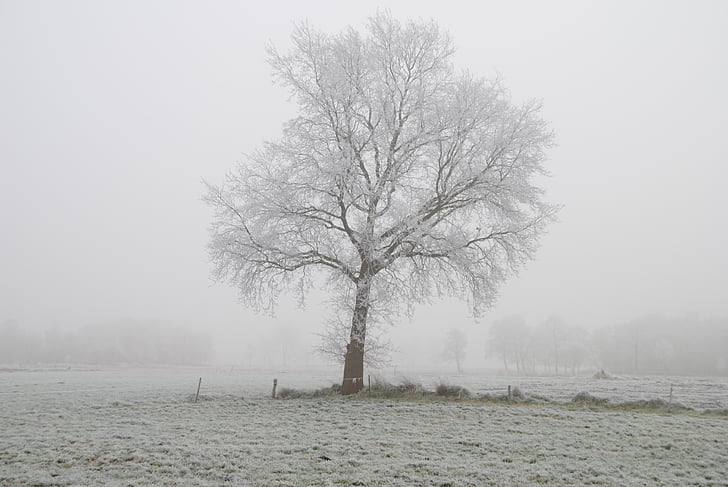 vinter, Frost, träd, vintrig, kalla, Winter magic, rimfrosten