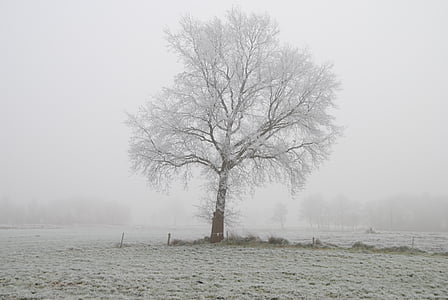 pozimi, Frost, drevo, zimski, hladno, čarobno zimsko, slana