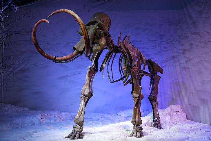 Mammoth, skjelett, forhistorisk, fossilt, gamle, bein, utdødd