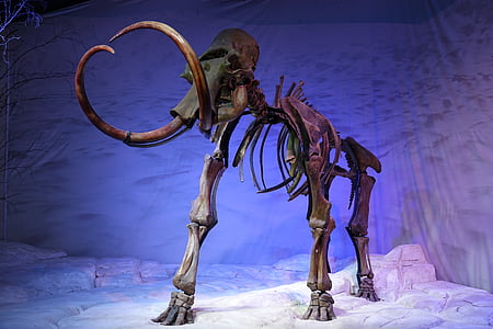 mammut, skelet, forhistoriske, fossile, gamle, knogle, uddød