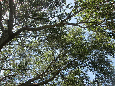 luce, albero, corteccia, cielo, rami