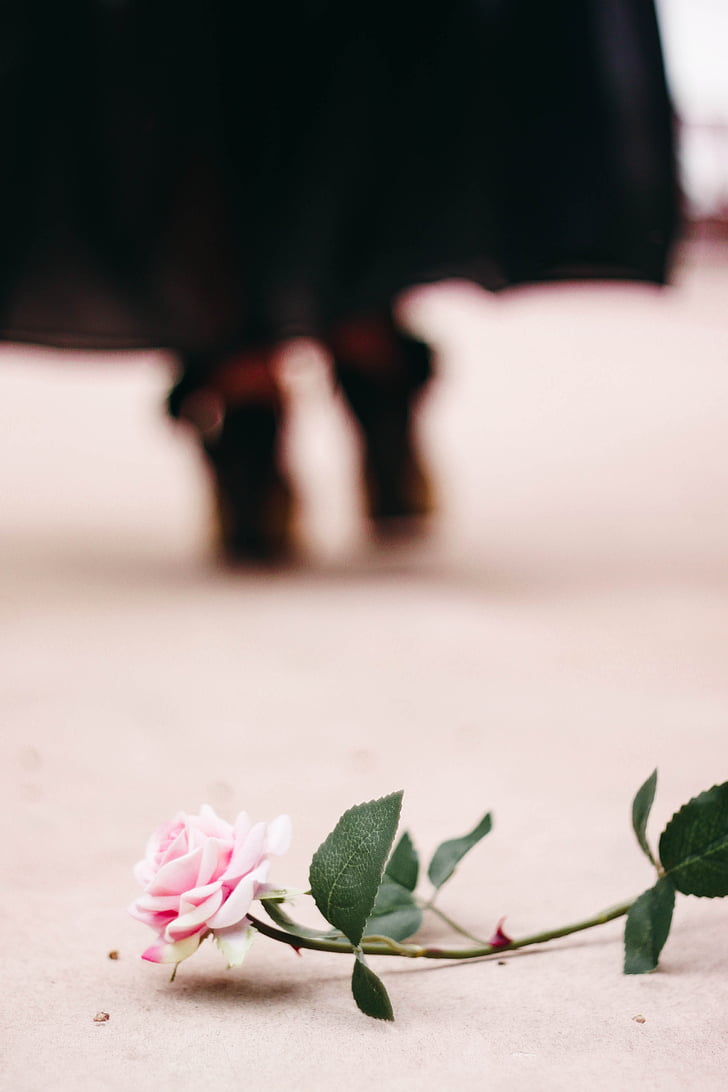 Rosa, puķe, sieviete, gardums, rozā krāsa, rozā ziedu krāsa