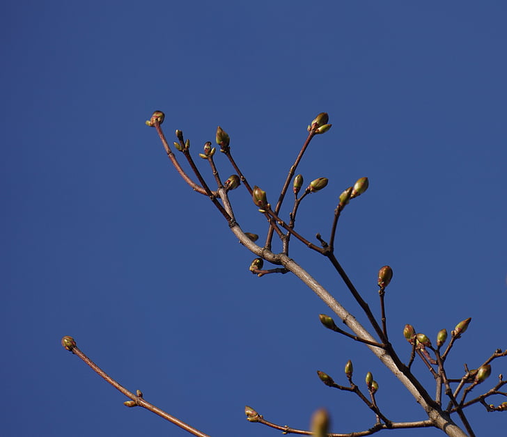våren, knoppar, en ny början, Maple gren