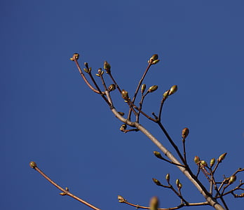 春, 芽, 新たな始まり, メープルの枝