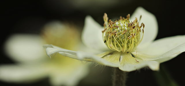 anemone, hahnenfußgewächs, blossom, bloom, flower, spring, summer