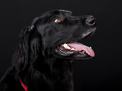 cão, Hovawart, preto, animal de estimação, cabeça de cão, hundeportrait, animais de estimação