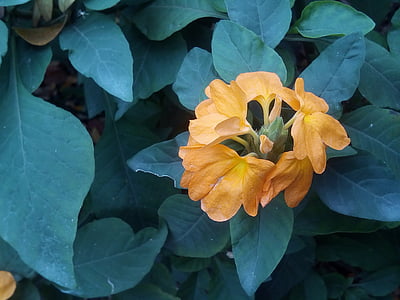 Deixa flores sagkrni, flores, as flores de laranja-amarelo, flores amarelas, Bush, arbusto, folhas de outono