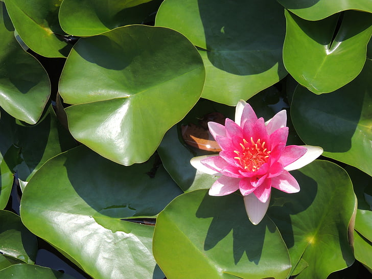 water lily, red, aquatic plant, plant, nature, blossom, bloom