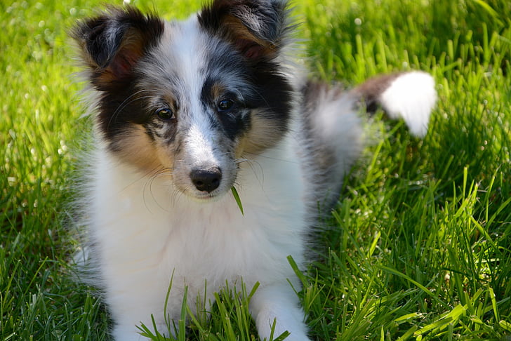 Shetland sheepdog, cucciolo, giovani, donna, animale, animale domestico, giardino