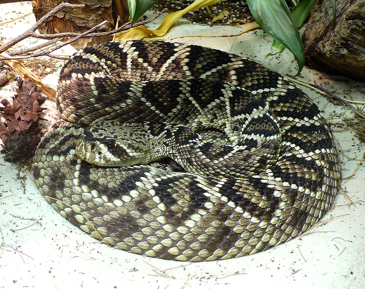 rattlesnake, eastern diamondback, venomous, reptile, snake, dangerous, poisonous