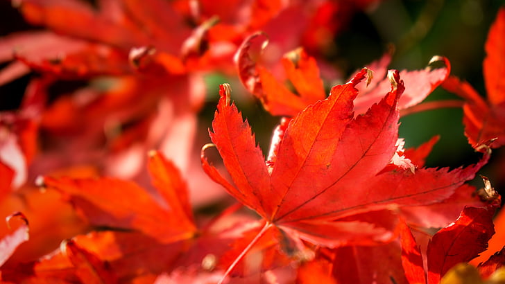 Příroda, roční období, podzim, roční období, list, listy, červený list