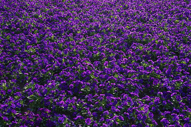 árvácska, virágok, blütenmeer, Viola wittrockiana, lila, lila, virágos növények